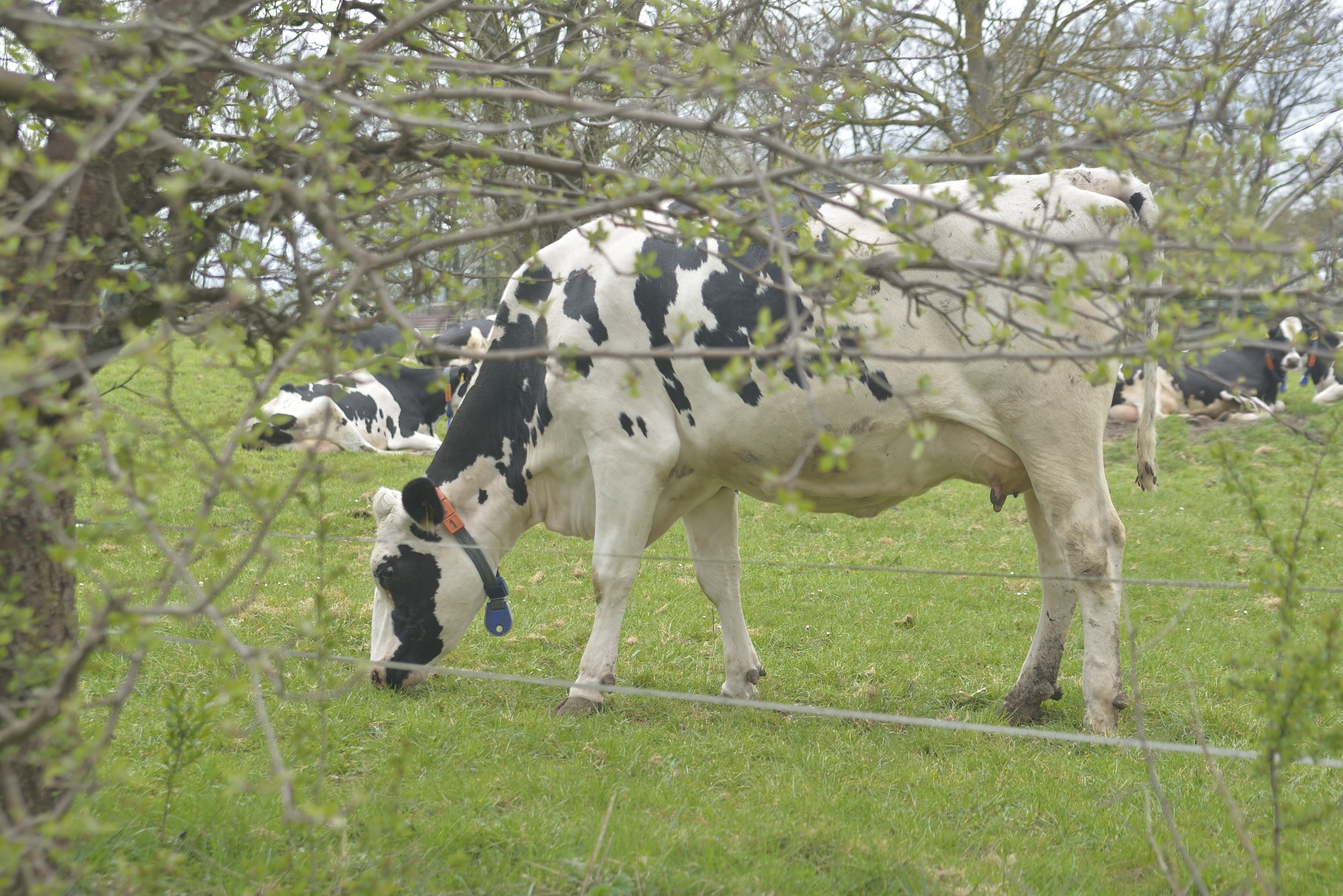KuhPortraits DG. Reiß