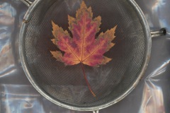 1_Fotogramm12-10.11_1