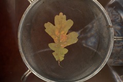 1_Fotogramm14-10.11_1