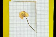 Fotogramm1-10.11