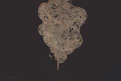 Fotogramm13-t4.11
