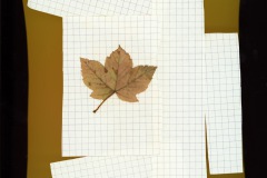 Fotogramm3-12.11