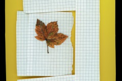 Fotogramm4-11.11