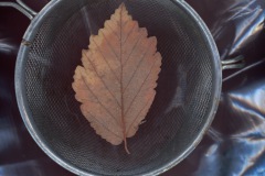 Fotogramm6-10.11_1