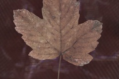 Fotogramm9-10.11
