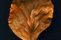 fotogramm10