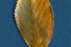 fotogramm12