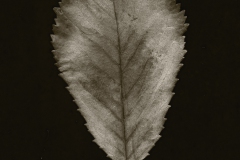 fotogramm13
