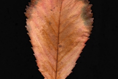 fotogramm14