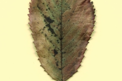 fotogramm20